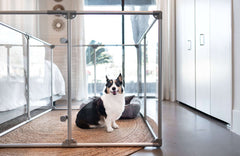 36" (91 cm) Tall Medium Lucidium Pet Pen.