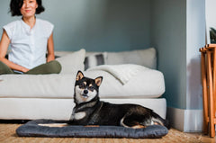 P.L.A.Y. Chill Pads - Coastal Series
