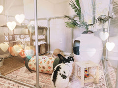 36" Tall Large Lucidium Pet Pen