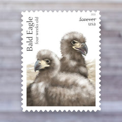 2026 Bald Eagle: Hatchling to Adult Forever Postage Stamps – First-Class Mail, Sheet