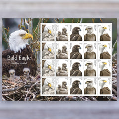 2026 Bald Eagle: Hatchling to Adult Forever Postage Stamps – First-Class Mail, Sheet