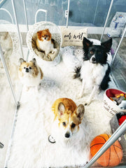 36" Tall Large Lucidium Pet Pen