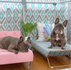 36" Tall Medium Lucidium Pet Pen